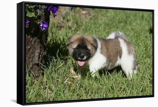 Japanese Akita 19-Bob Langrish-Framed Stretched Canvas