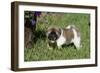 Japanese Akita 19-Bob Langrish-Framed Photographic Print