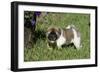 Japanese Akita 19-Bob Langrish-Framed Photographic Print