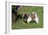 Japanese Akita 19-Bob Langrish-Framed Photographic Print