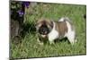 Japanese Akita 19-Bob Langrish-Mounted Photographic Print