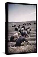 Japanese-American Camp, War Emergency Evacuation-Russell Lee-Stretched Canvas