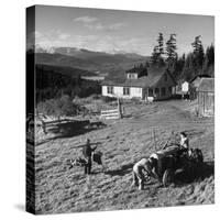 Japanese-American Family Working on their Farm after Returning from Internment Camps-null-Stretched Canvas