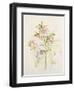 Japanese Anemones-Alison Cooper-Framed Giclee Print