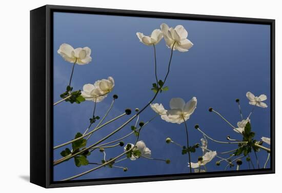 Japanese Anenome-Charles Bowman-Framed Stretched Canvas