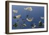 Japanese Anenome-Charles Bowman-Framed Photographic Print