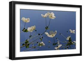 Japanese Anenome-Charles Bowman-Framed Photographic Print