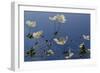 Japanese Anenome-Charles Bowman-Framed Photographic Print