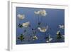 Japanese Anenome-Charles Bowman-Framed Photographic Print