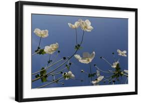 Japanese Anenome-Charles Bowman-Framed Photographic Print