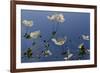 Japanese Anenome-Charles Bowman-Framed Photographic Print