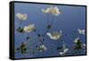 Japanese Anenome-Charles Bowman-Framed Stretched Canvas