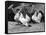 Japanese Bantam Hens, 1890-Carter Beard-Framed Stretched Canvas