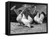 Japanese Bantam Hens, 1890-Carter Beard-Framed Stretched Canvas