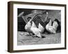 Japanese Bantam Hens, 1890-Carter Beard-Framed Art Print