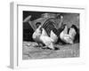 Japanese Bantam Hens, 1890-Carter Beard-Framed Art Print