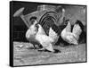 Japanese Bantam Hens, 1890-Carter Beard-Framed Stretched Canvas