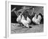 Japanese Bantam Hens, 1890-Carter Beard-Framed Art Print