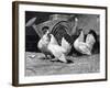 Japanese Bantam Hens, 1890-Carter Beard-Framed Art Print