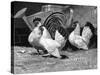 Japanese Bantam Hens, 1890-Carter Beard-Stretched Canvas