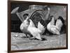 Japanese Bantam Hens, 1890-Carter Beard-Framed Art Print