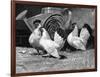 Japanese Bantam Hens, 1890-Carter Beard-Framed Art Print