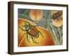 Japanese Beetle (Popillia Japonica), Scarabeidae-null-Framed Giclee Print
