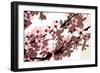 Japanese Blossom-Sarah O'Toole-Framed Giclee Print