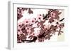 Japanese Blossom-Sarah O'Toole-Framed Giclee Print