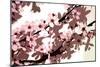 Japanese Blossom-Sarah O'Toole-Mounted Giclee Print