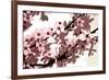 Japanese Blossom-Sarah O'Toole-Framed Giclee Print