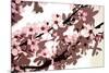 Japanese Blossom-Sarah O'Toole-Mounted Giclee Print