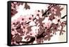 Japanese Blossom-Sarah O'Toole-Framed Stretched Canvas