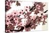 Japanese Blossom-Sarah O'Toole-Stretched Canvas