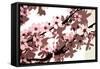 Japanese Blossom-Sarah O'Toole-Framed Stretched Canvas