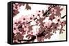 Japanese Blossom-Sarah O'Toole-Framed Stretched Canvas