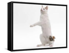 Japanese Bobtail in Studio on Hind Legs-null-Framed Stretched Canvas