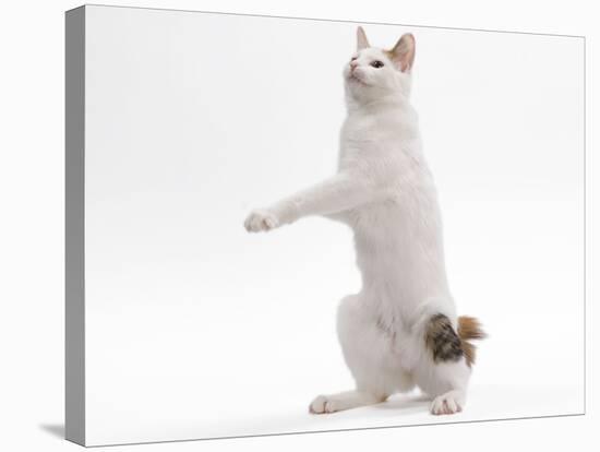 Japanese Bobtail in Studio on Hind Legs-null-Stretched Canvas