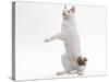 Japanese Bobtail in Studio on Hind Legs-null-Stretched Canvas