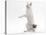 Japanese Bobtail in Studio on Hind Legs-null-Stretched Canvas