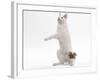 Japanese Bobtail in Studio on Hind Legs-null-Framed Photographic Print