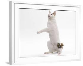 Japanese Bobtail in Studio on Hind Legs-null-Framed Photographic Print