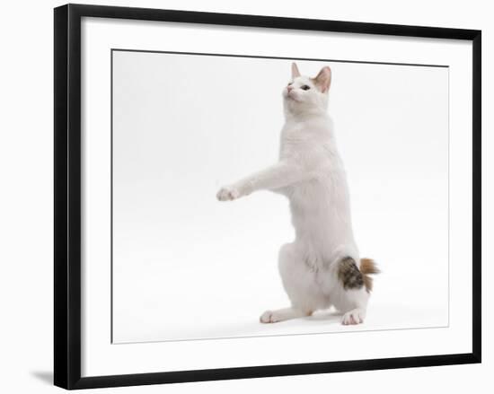 Japanese Bobtail in Studio on Hind Legs-null-Framed Photographic Print