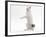 Japanese Bobtail in Studio on Hind Legs-null-Framed Photographic Print