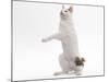 Japanese Bobtail in Studio on Hind Legs-null-Mounted Photographic Print