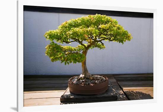 Japanese Bonsai tree in National Arboretum, Washington D.C.-null-Framed Photographic Print