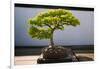 Japanese Bonsai tree in National Arboretum, Washington D.C.-null-Framed Photographic Print