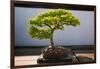 Japanese Bonsai tree in National Arboretum, Washington D.C.-null-Framed Photographic Print