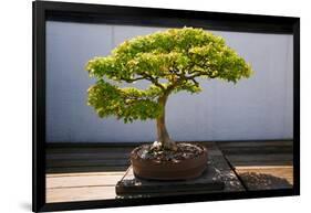 Japanese Bonsai tree in National Arboretum, Washington D.C.-null-Framed Photographic Print