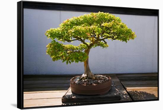Japanese Bonsai tree in National Arboretum, Washington D.C.-null-Framed Stretched Canvas